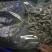 黑木耳一级