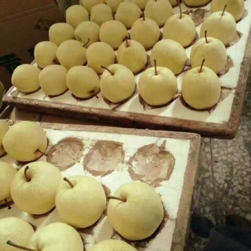 酥梨300~350g纸袋