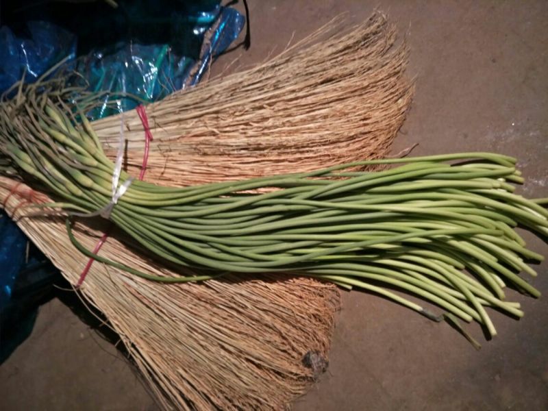 金乡红毛蒜薹50~60厘米一亩田推荐优质供应商