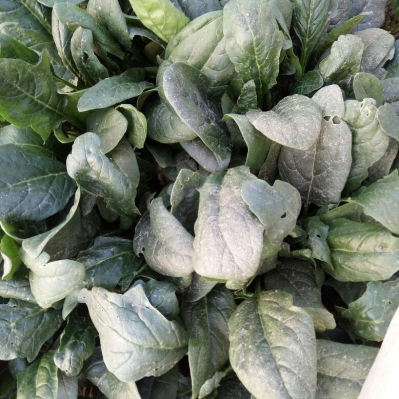 黑叶菠菜15~20厘米