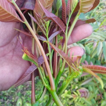 香椿芽11~20cm