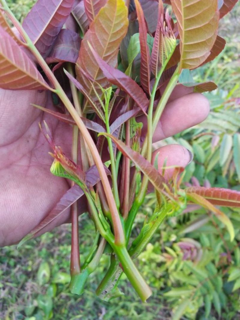 香椿芽11~20cm