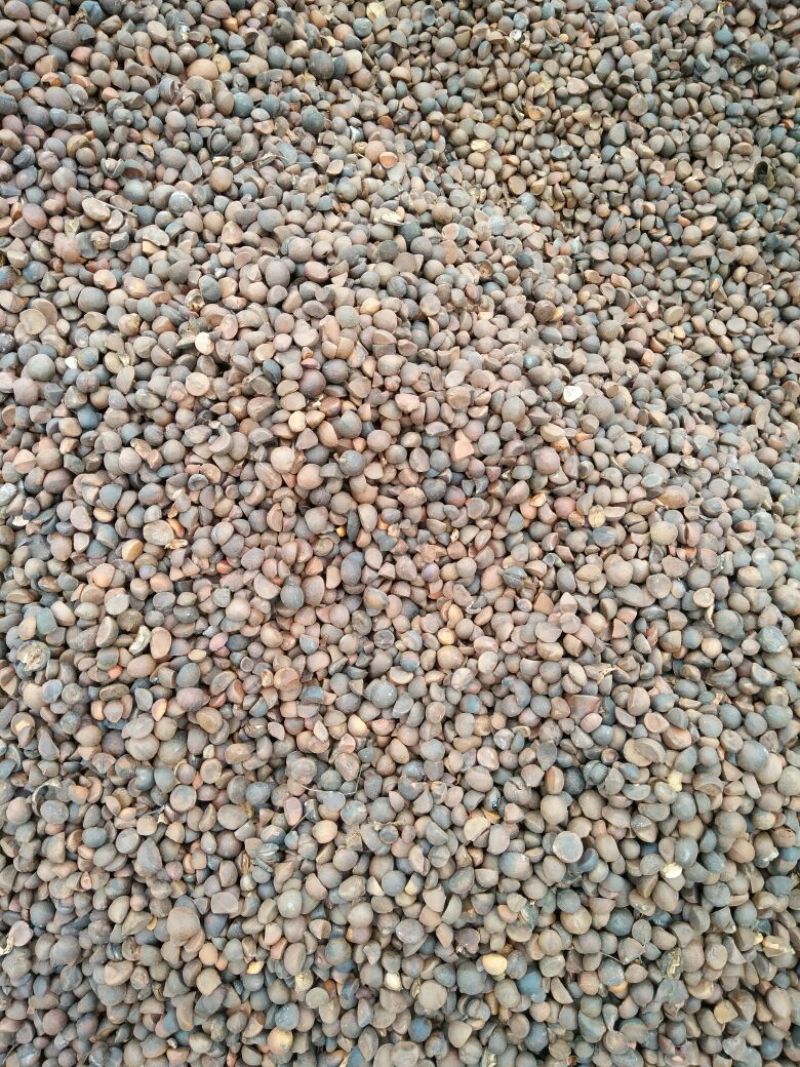 山茶籽油