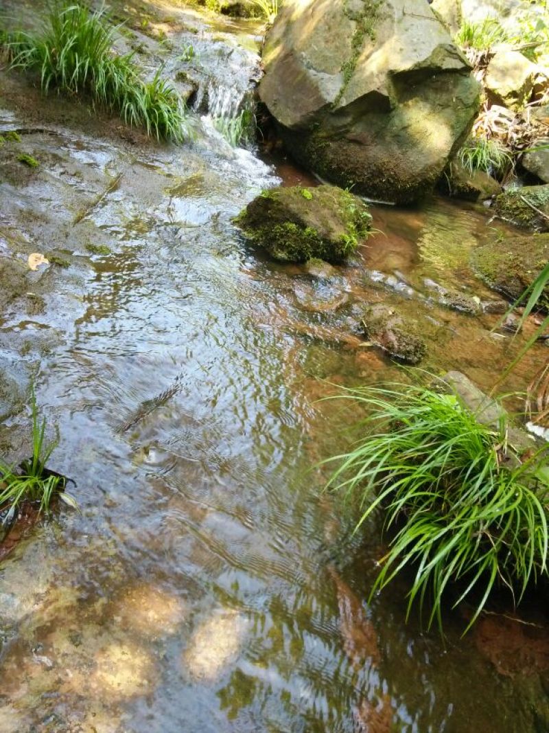 河汊小干鱼