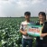 铁杆大葱安丘大棚葱质量好便宜