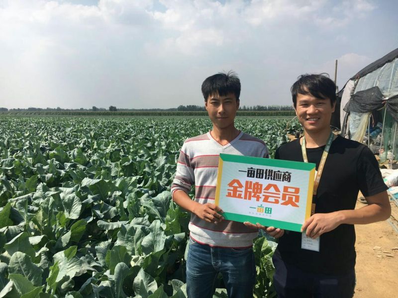 铁杆大葱安丘大棚葱质量好便宜
