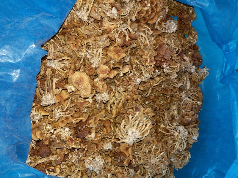滑子菇干品