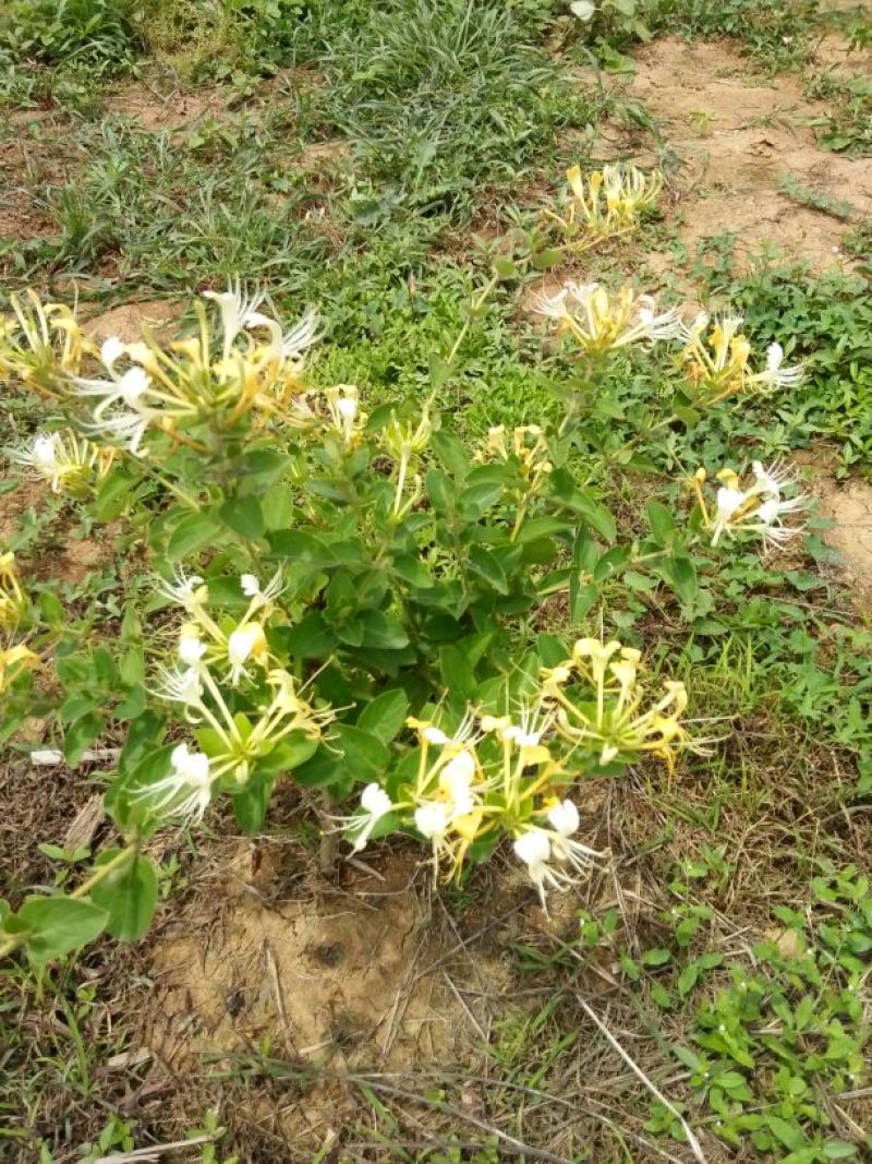 金银花优质金银花质量好
