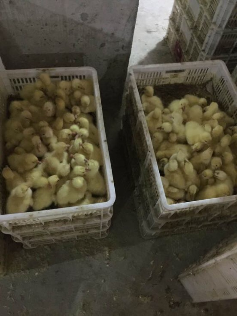 狮头鹅苗