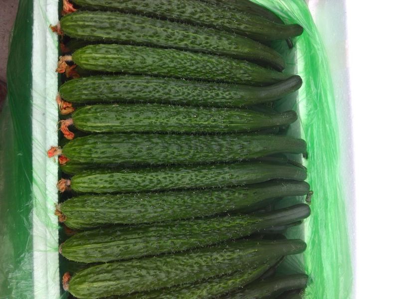 密刺黄瓜干花带刺25公分以上