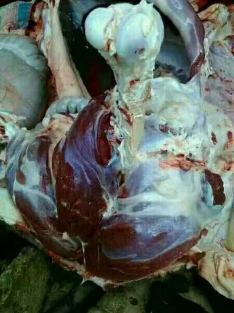 驴肉驴肉驴鞭板肠量大包邮
