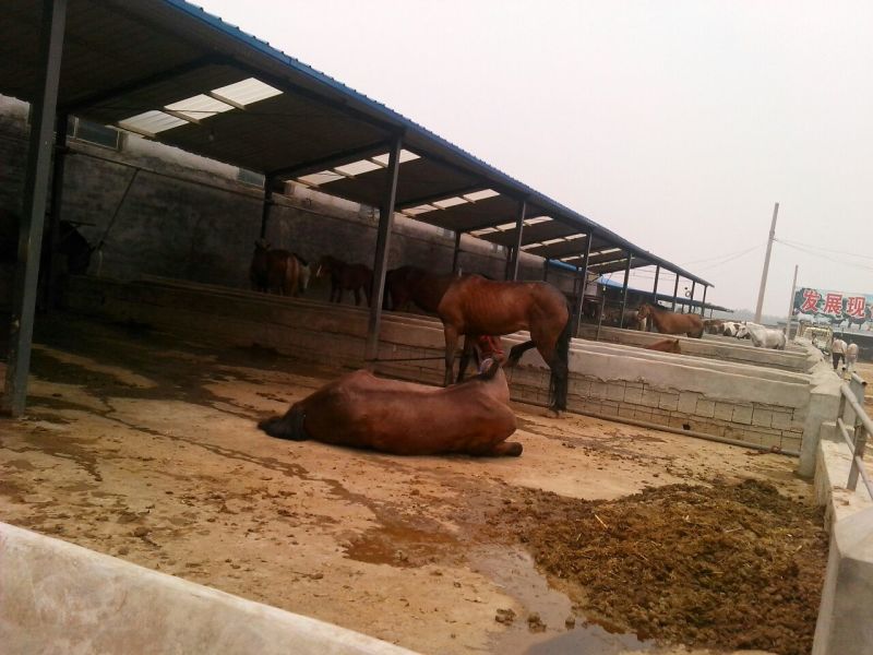 肉马300~400kg