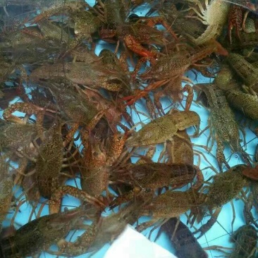 青虾虾苗16~20只/kg