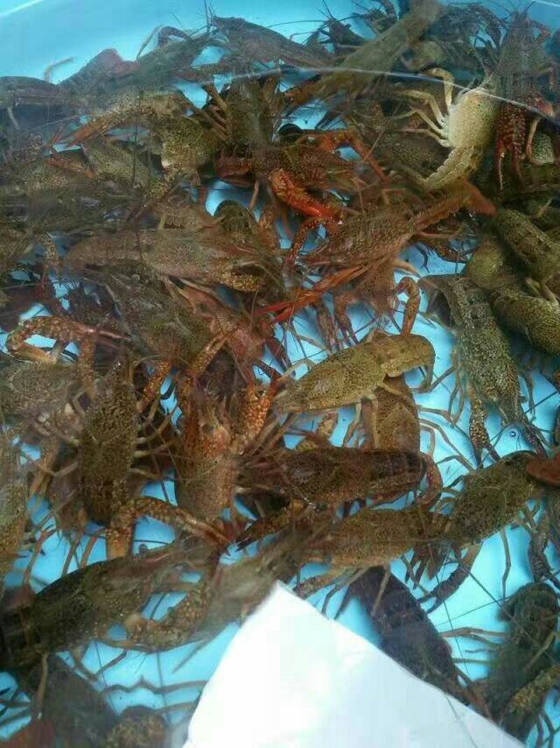 青虾虾苗16~20只/kg