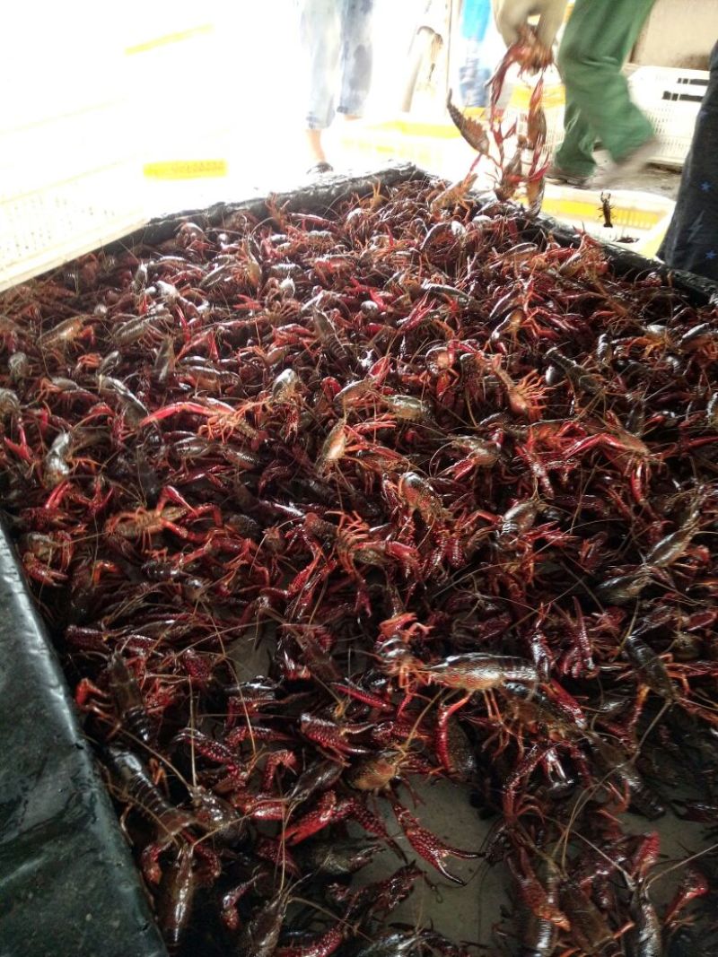 罗氏沼虾食用10~12钱活虾