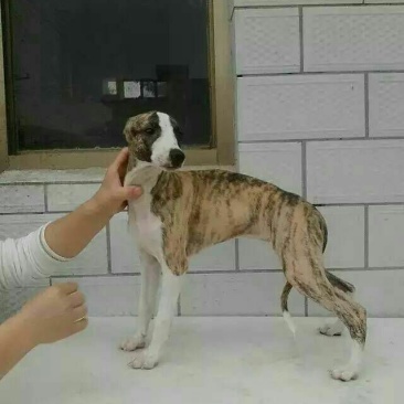 格力狗母