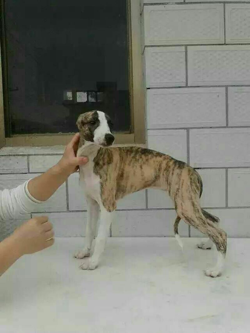 格力狗母