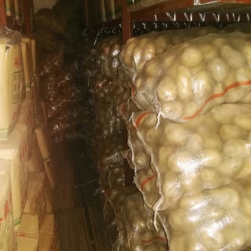荷兰精品十五土豆2~4两货量多欢迎致电订购