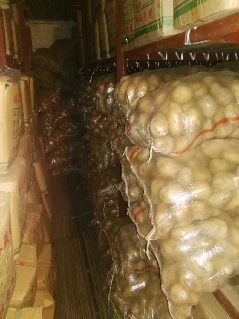 荷兰精品十五土豆2~4两货量多欢迎致电订购