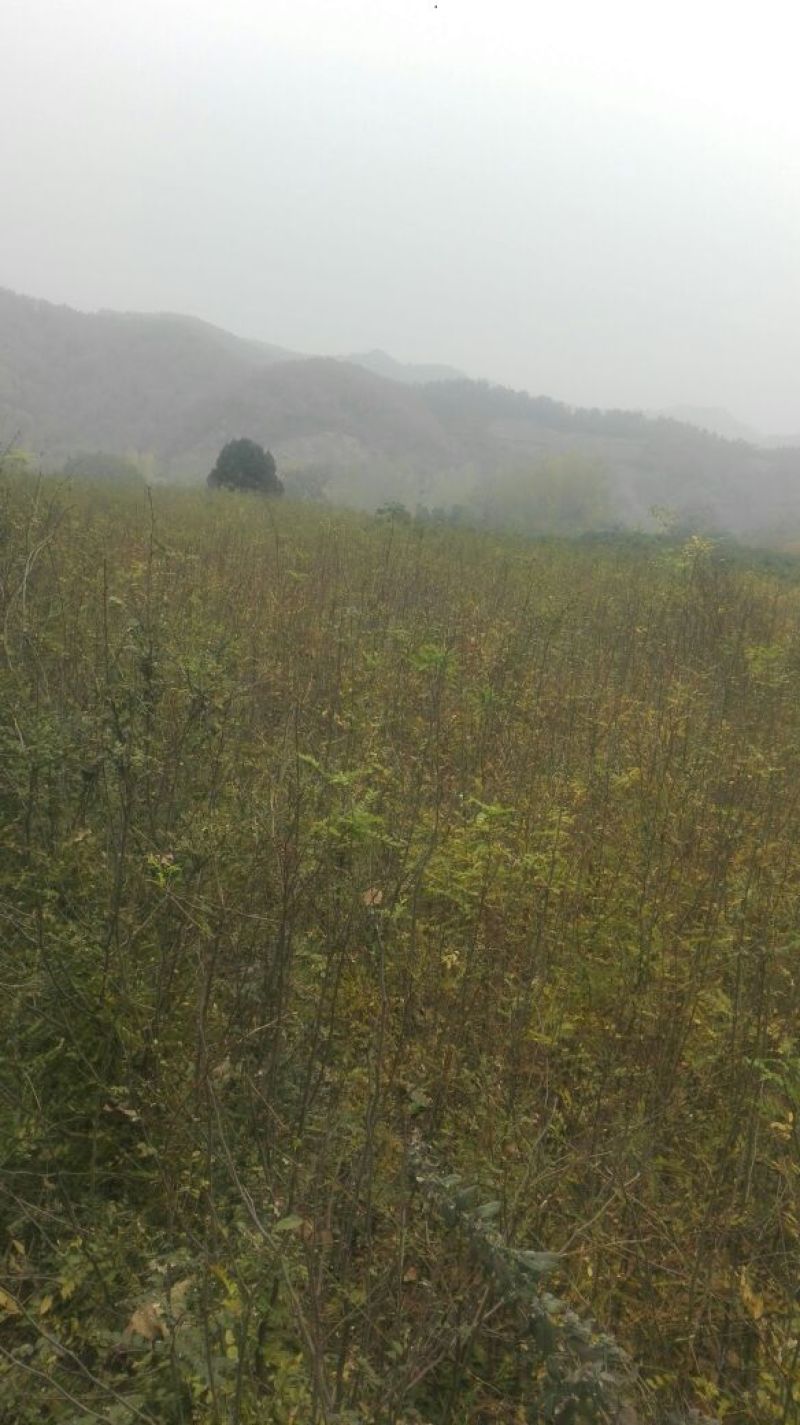 皂角树苗10cm以下
