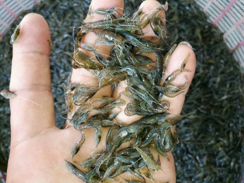 青虾食用26~30只/kg