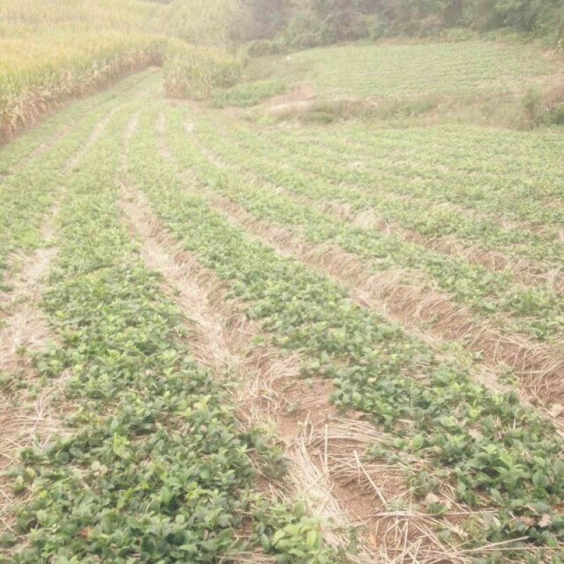 苍术种苗成活率高品质保证量大价优支持技术指导