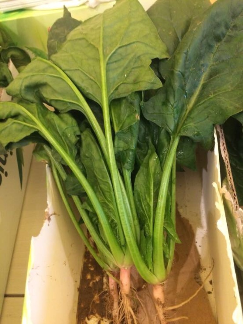 大叶菠菜