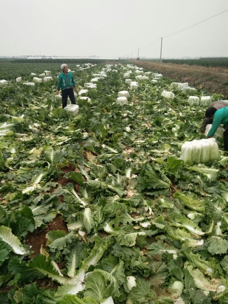 北京三号大白菜大量供应，价格低质量好