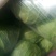 甘蓝金乡县甘蓝供应精品