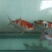 锦鲤鱼苗7两