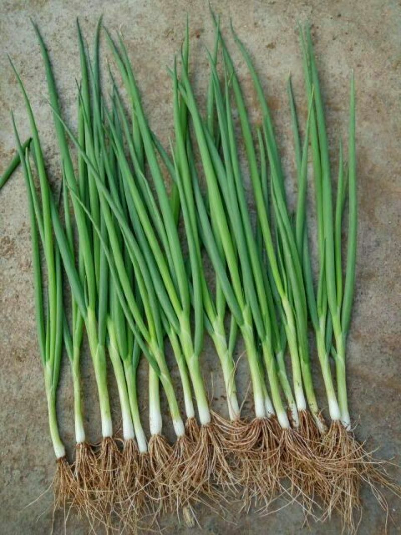 【精品】河北永年小葱50~55cm大量上市质量保证