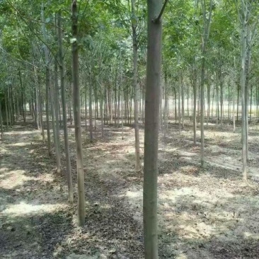 速生白蜡6~8cm6~8cm