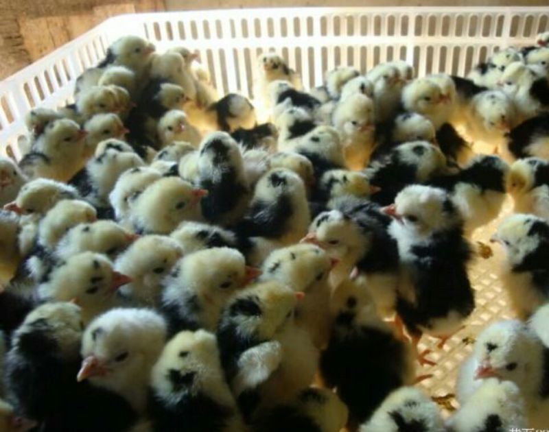 贵妃鸡苗1斤以下