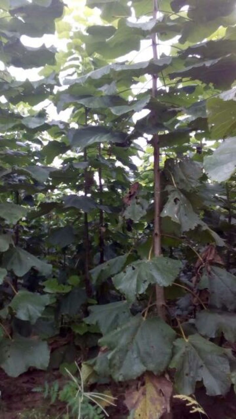木槿6~8cm4~6cm1.5~2米
