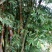 雷竹19~20m