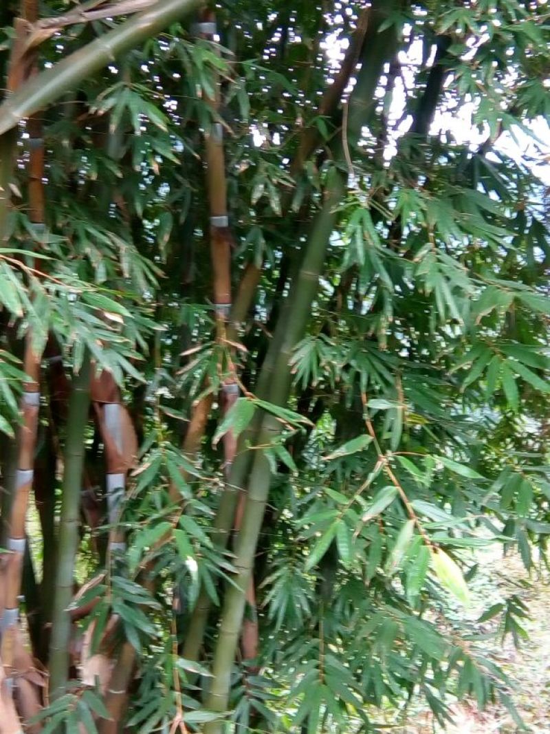雷竹19~20m