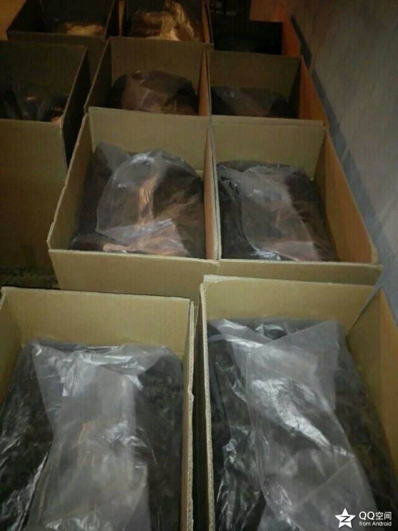 老树茶特级