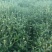 菊花茶