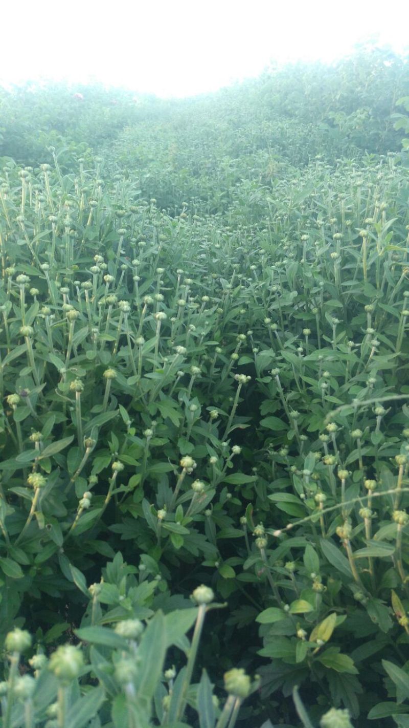 菊花茶