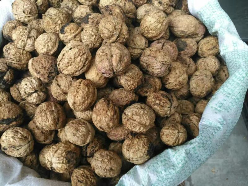 纸皮核桃去皮干