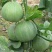 绿宝甜瓜6两以上，头茌瓜