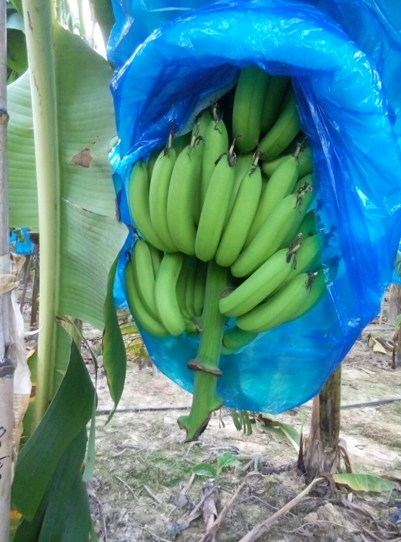 巴西香蕉八成熟