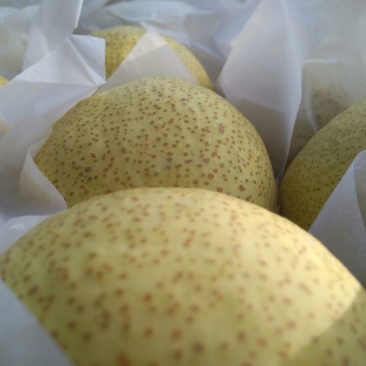 砀山梨300~350g膜袋