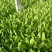 红香油麦菜35~40厘米以上