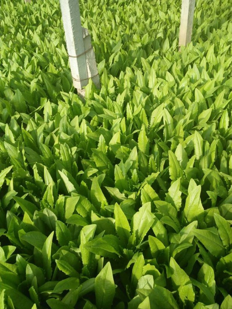 红香油麦菜35~40厘米以上