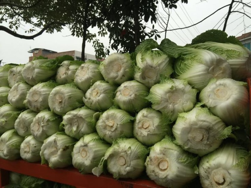黄心白菜2-4斤秋胜，彭州冬白菜大量上市了