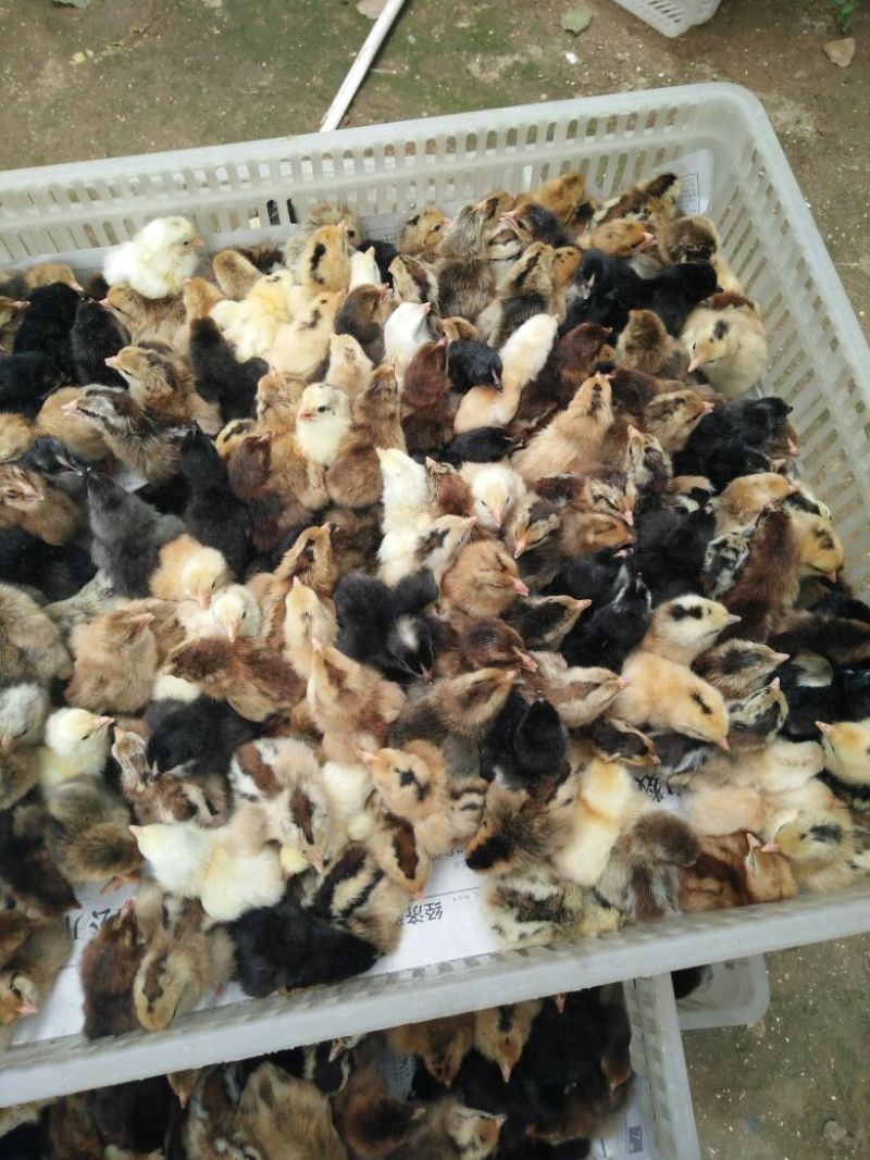 土鸡苗250克以下出壳苗