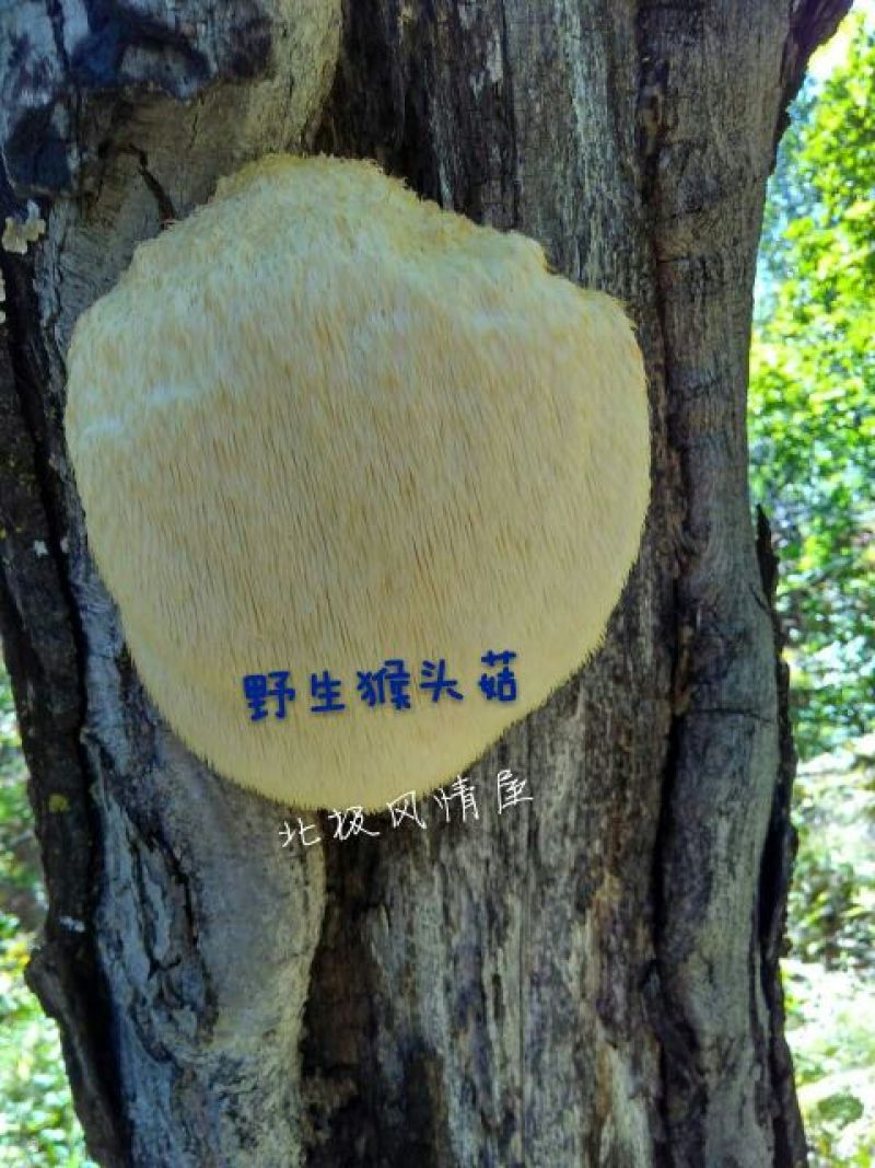 猴头菇