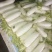白萝卜1~1.5斤起