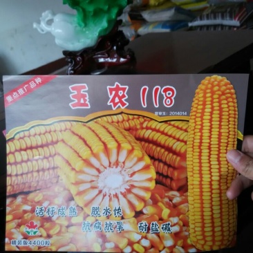 玉米种子